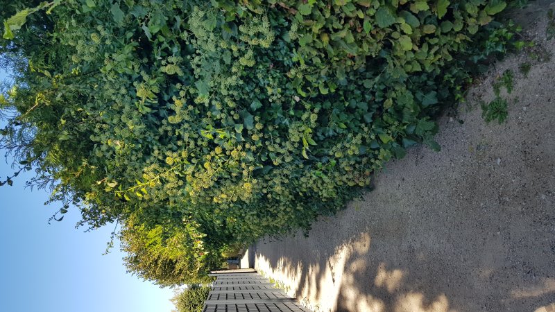 LE LIERRE. plante providentielle, oasis de biodiversité il sert de refuge et de nourriture en été comme en hiver à une faune nombreuse. BRUNO GODET